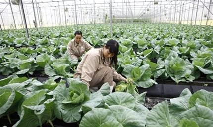 Bãi bỏ mọi rào cản nông nghiệp
