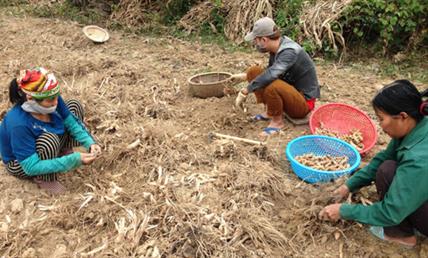 “Xắn tay áo” giúp nông dân áp dụng mô hình mới