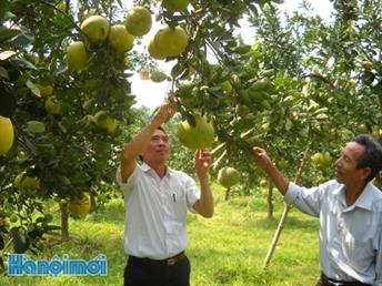 Cần giải pháp tích cực phát triển nông nghiệp hiệu quả, bền vững