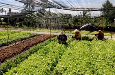 'Cởi trói' cho ngành nông nghiệp vùng ĐBSCL