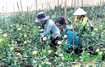 Phát triển nông nghiệp ứng dụng công nghệ cao: Cần những giải pháp “bứt phá”