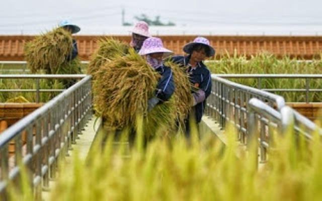 Giá xuất gạo Việt tăng 10% nhờ hợp đồng với Philippines