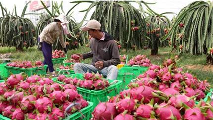 Thanh long Bình Thuận tăng giá trở lại
