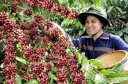 Phê duyệt danh mục Dự án chuyển đổi nông nghiệp bền vững