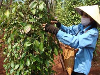 Xuất khẩu Hồ tiêu: Hướng đến nâng giá trị và tăng sức cạnh tranh