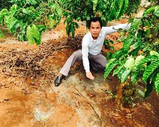 Nỗi lo mùa… rụng quả