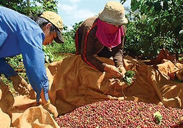 Một năm buồn của ngành cà phê