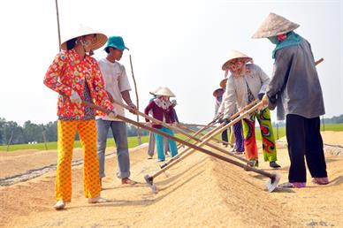 Tạo chuỗi giá trị cho hạt gạo từ cánh đồng lớn (Kỳ 1)