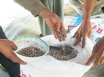 Rối ren thị trường phân bón