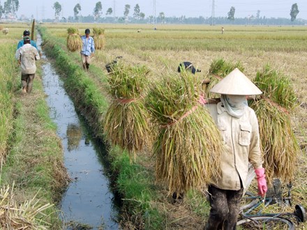 8.000ha lúa nghi nhiễm bệnh vàng lùn và lùn xoắn lá