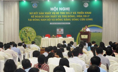 Có lũ sớm vẫn tăng sản xuất lúa thu đông