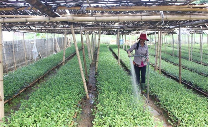 Đột phá quản lý giống chè ở Thái Nguyên
