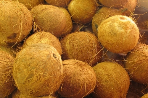 Giá dừa khô Bến Tre tăng cao