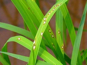Những dịch bệnh hại cần chú ý trong tuần (từ 7 - 13/11)