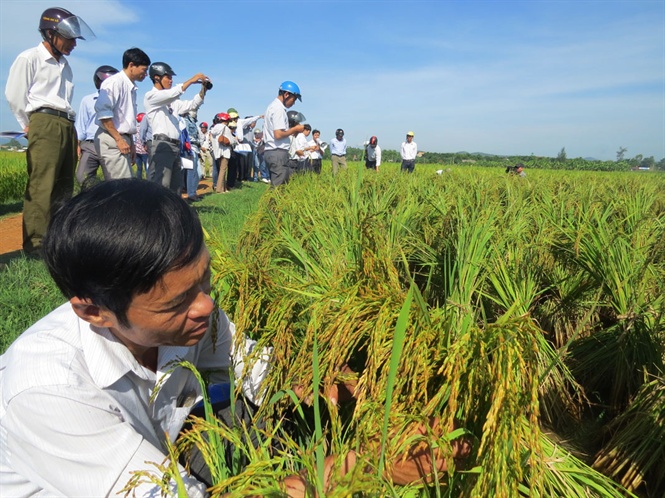 Quản lý giống cây trồng: Bất cập cần tháo gỡ