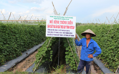 Dồn vốn, kĩ thuật để trồng rau sạch, hoa lan ngay giữa đất thành phố