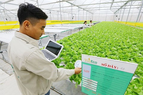 "Đại gia" Việt liên tiếp nhảy vào nông nghiệp công nghệ cao