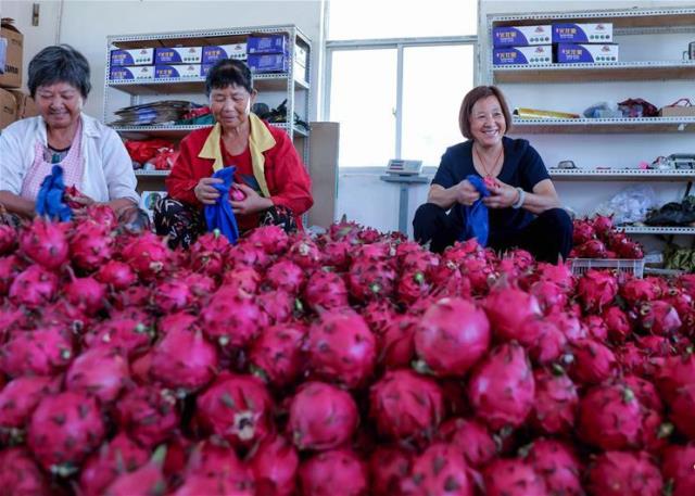 Trung Quốc thu hoạch rộ thanh long, trái "rồng" Việt đi đâu về đâu?