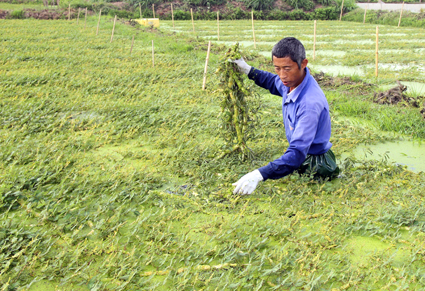 Loại rau lớn nhanh như thổi, hái mỗi ngày, cứ đếm ngọn là ra tiền