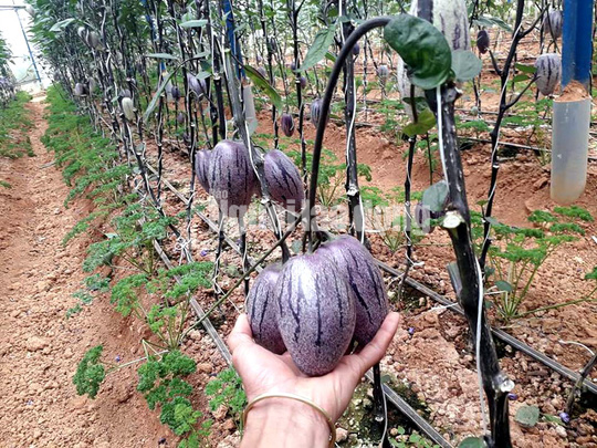 Kỹ sư 8X trẻ trồng "hàng độc" dưa pepino tím độc nhất Việt Nam