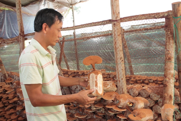 Ba bốn bận thất bại mới thành công với loại nấm siêu lợi nhuận