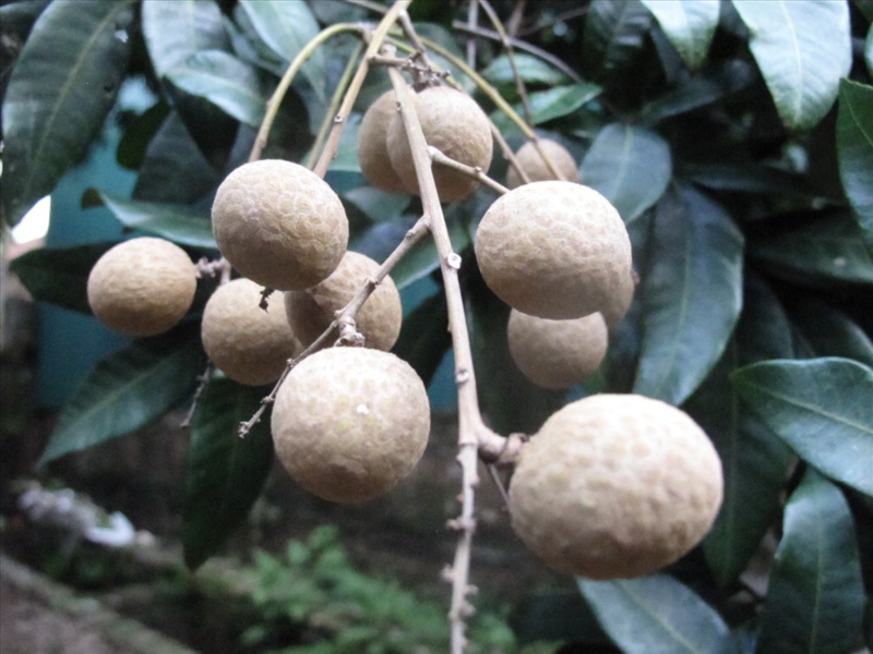 Nhà nông sắp hốt bạc nhờ bội thu nhãn méo, cùi vàng như nước chè
