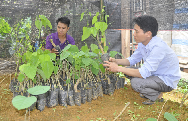 Nơi này, dân đang làm giàu nhờ trồng các loài rau hoang dại