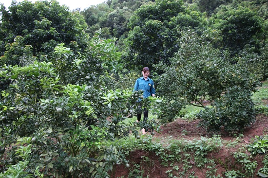 "Trốn" vào núi thẳm, trồng vườn cây trái, lãi 700 triệu đồng