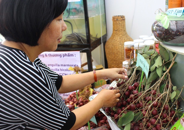 Đau xót: Chưa thể đăng ký bảo hộ giống nhãn tím vì... thiếu tiền