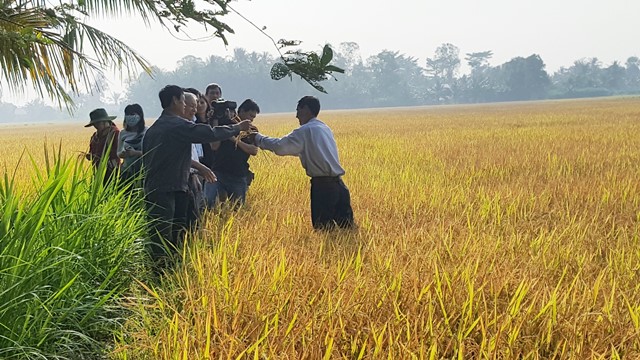 Trồng lúa sạch hướng hữu cơ, bán cho siêu thị lớn, giá cao hơn 40%