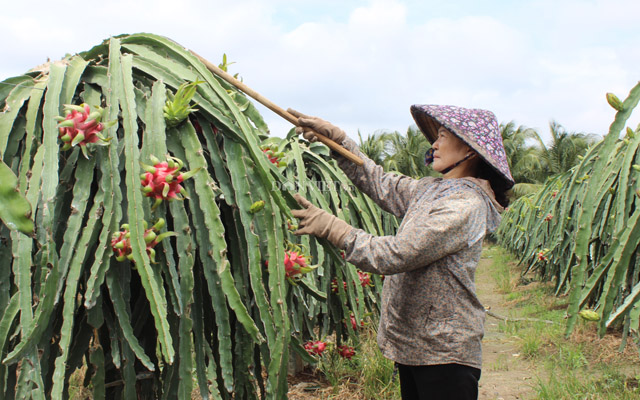 Cục Trồng trọt: Thu phí xuất khẩu thanh long ruột đỏ là đúng luật