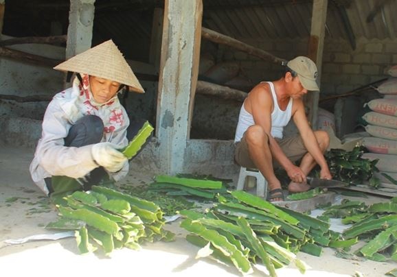 Thanh long ruột đỏ trụ vững trên vùng đất khó