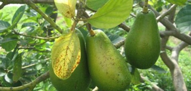 Sâu hại chính trên cây bơ
