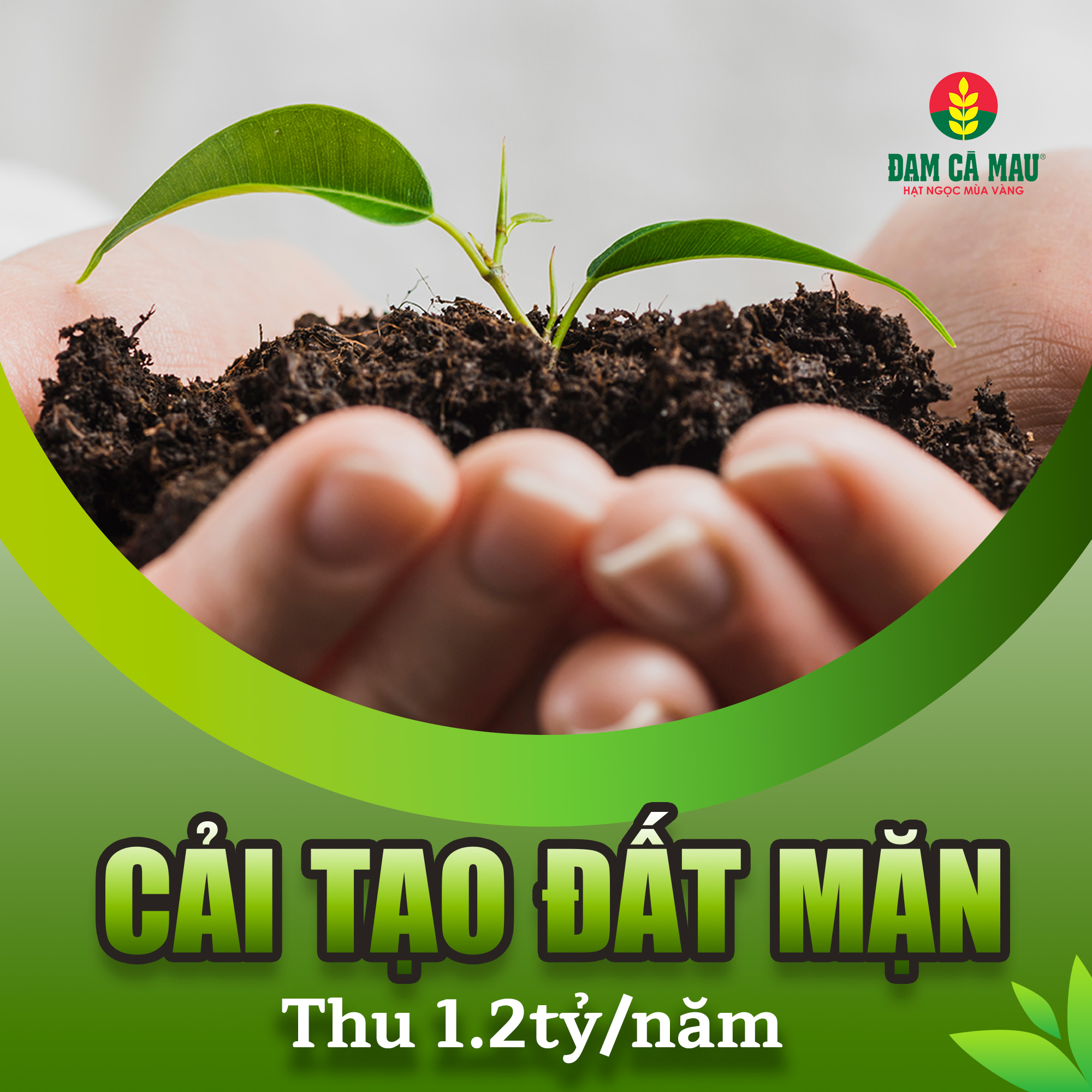 Trồng Cam Sành Trên Đất Phèn: Cách Cứu Đất Giúp Bác Nông Thu 1.2 Tỷ Đồng/Năm