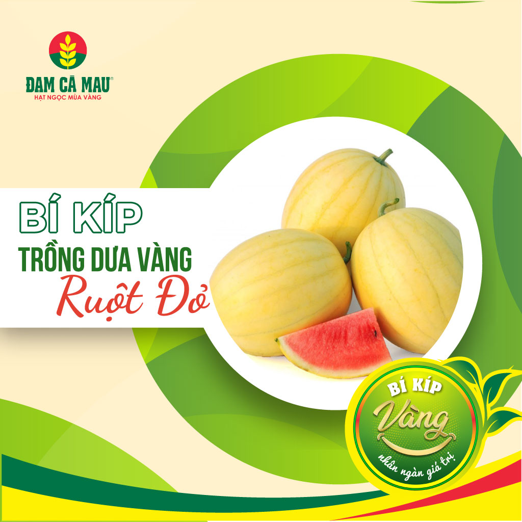 Bí kíp gia tăng lợi nhuận nhờ giống dưa hấu đặc biệt: Vỏ vàng ruột đỏ