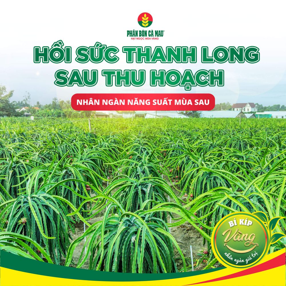 3 bước hồi sức cho cây thanh long sau thu hoạch