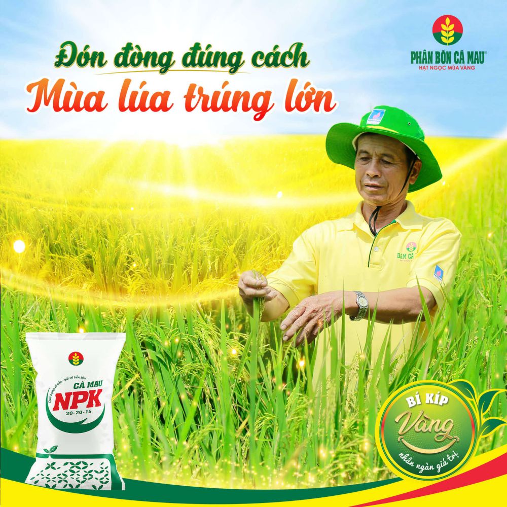 Tìm hiểu kỹ thuật bón đón đòng cho lúa vụ thu đông