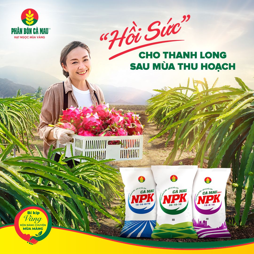 Cách Bón Phân Cho Cây Thanh Long Sau Thu Hoạch Giúp Cây Hồi Sức Nhanh, Chóng Chịu Tốt