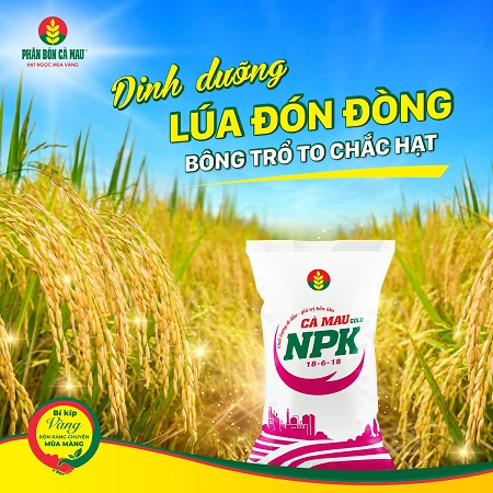 Kỹ Thuật Bón Phân Lúa Giai Đoạn Đón & Nuôi Đòng: Dinh Dưỡng Lúa Đón Đòng – Bông Trổ To Chắc Hạt
