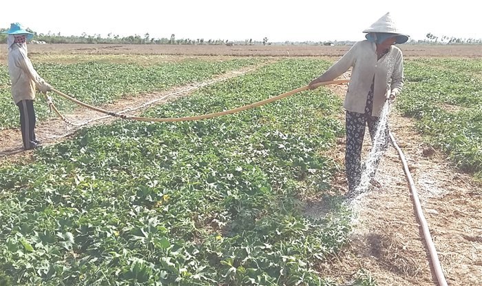 Hơn 50% diện tích canh tác ĐBSCL bị ảnh hưởng hạn mặn