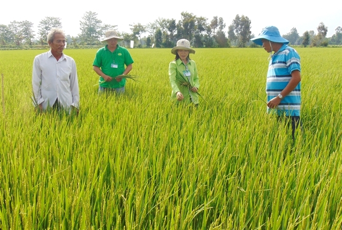 Cơ cấu mùa vụ thích ứng với hạn, mặn, lũ ở ĐBSCL