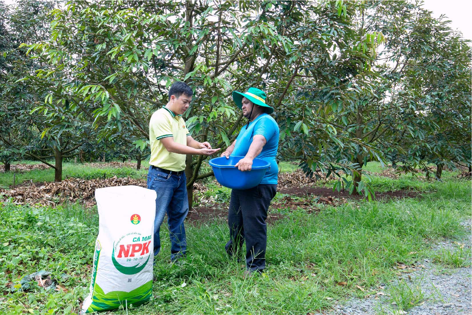 Giải Pháp Dinh Dưỡng Hiệu Quả Cho Cây Cà Phê Mùa Khô Khu Vực Tây Nguyên - Chương Trình Nông Dân Trải Nghiệm NPK Cà Mau – Công Nghệ Polyphosphate