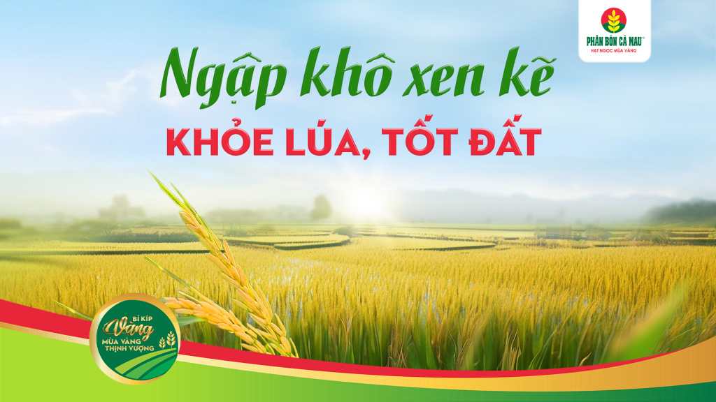 Ngập Khô Xen Kẽ – Khỏe Lúa, Tốt Đất