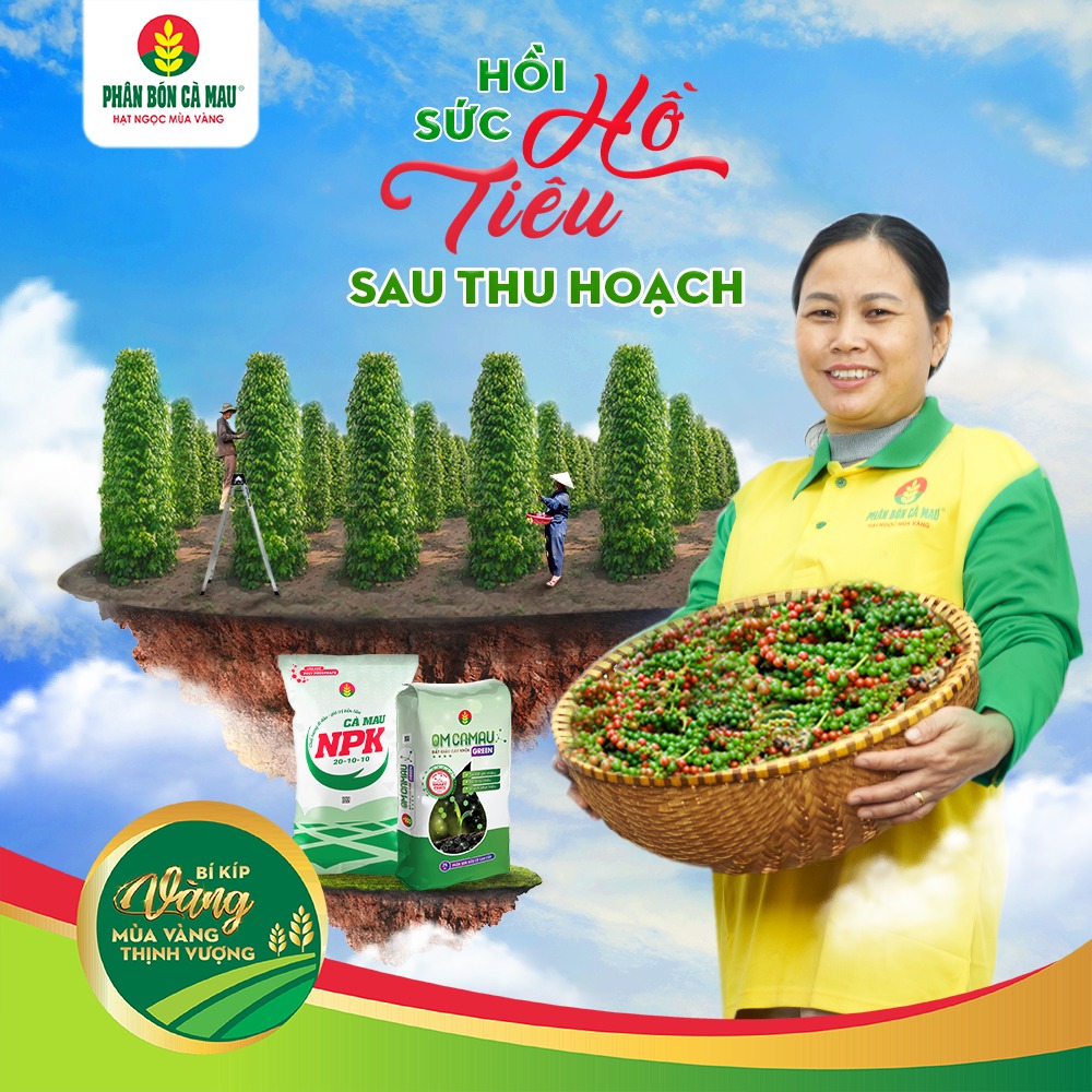 Hồi Sức Hồ Tiêu Sau Thu Hoạch