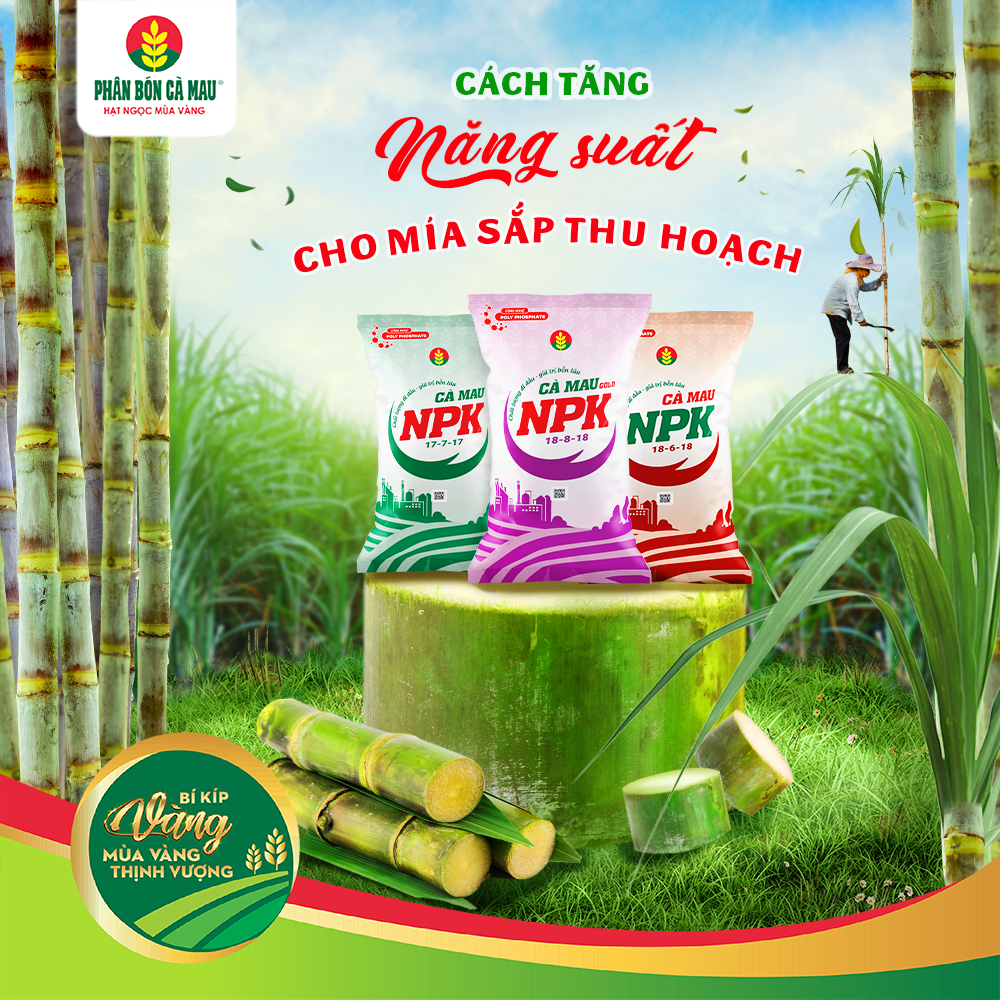 Cách Tăng Năng Suất Cho Mía Sắp Thu Hoạch