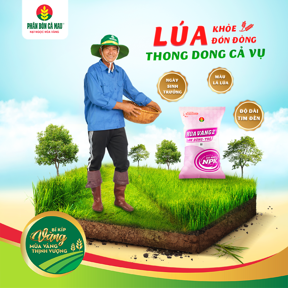 Lúa Khỏe Đón Đòng Thong Dong Cả Vụ