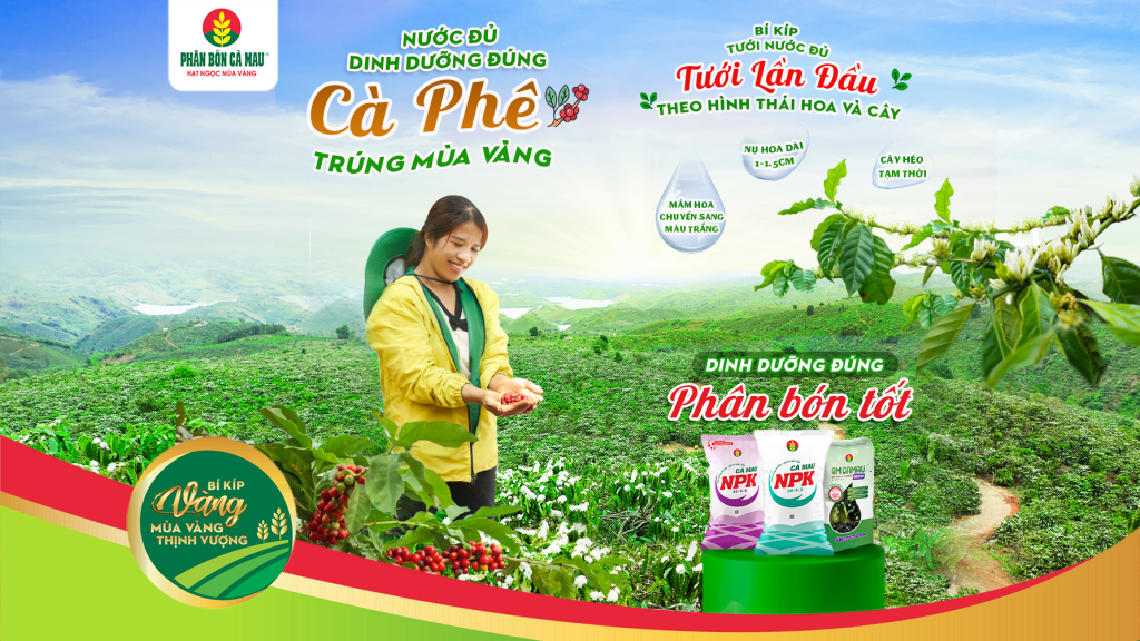 Nước Đủ, Dinh Dưỡng Đúng Cà Phê Trúng Mùa Vàng