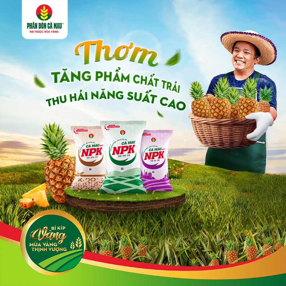 Thơm Tăng Phẩm Chất Trái Thu Hái Năng Suất Cao