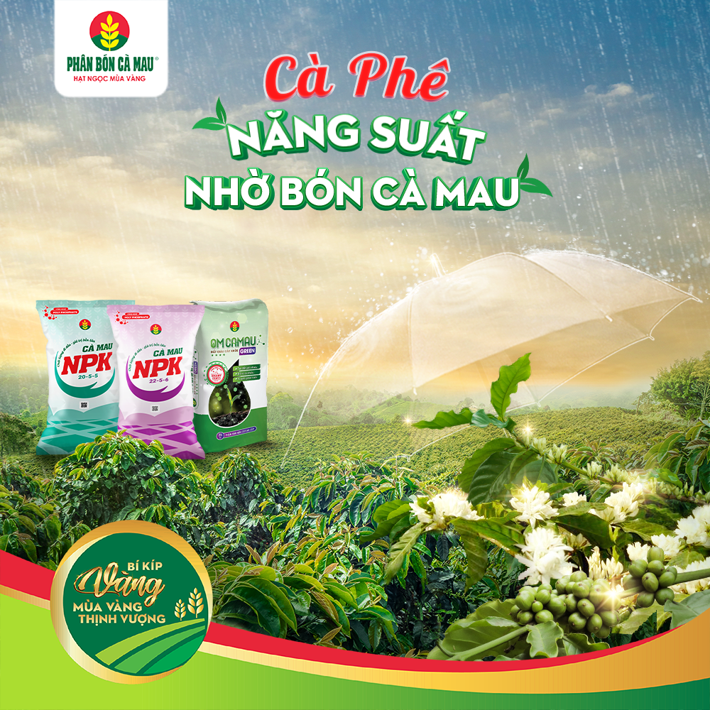 Cà Phê Năng Suất Nhờ Bón “Cà Mau”
