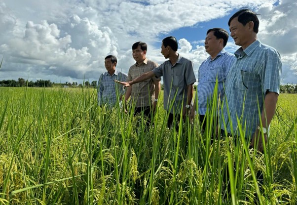 Nông Dân Cà Mau Canh Tác Lúa Thân Thiện Với Môi Trường